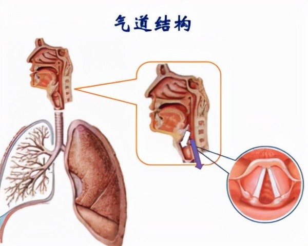 海姆立克急救法原理並不複雜,就是用外力來衝擊腹部和膈肌下的軟組織