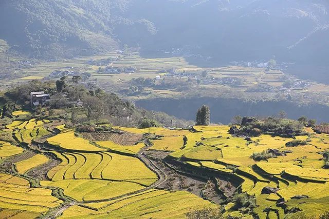 洱源縣鍊鐵鄉秋色喜迎豐收年水稻秋景水稻秋景喜收稻田魚收割現場水稻