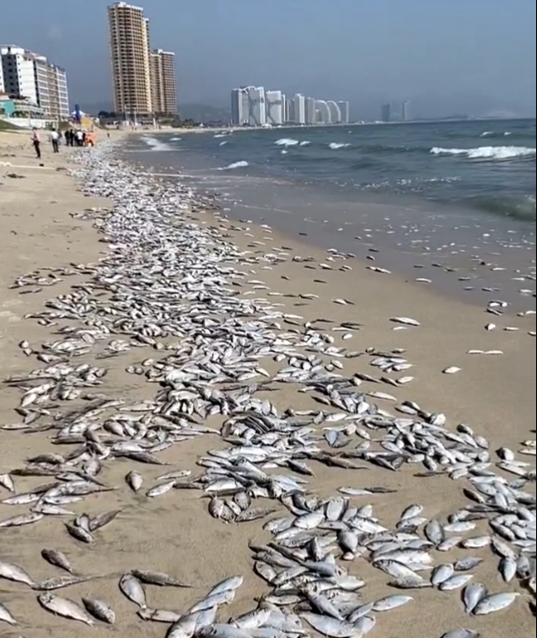 烟台海边死鱼图片