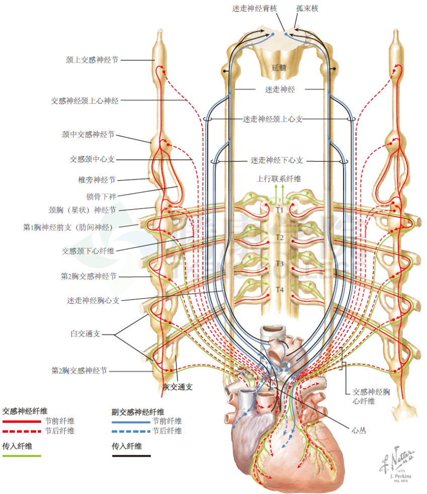 神经解剖学心的神经支配