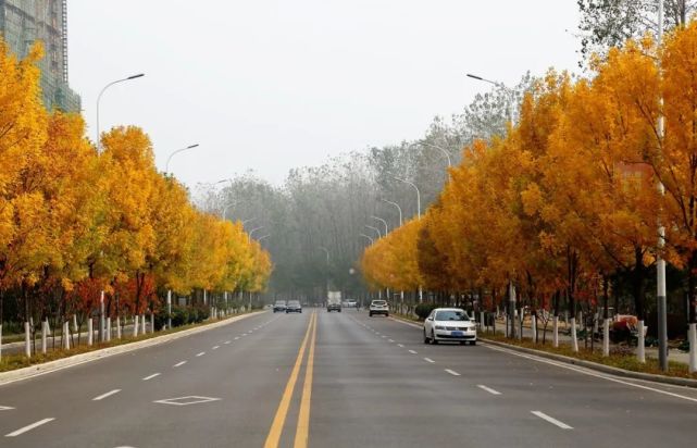 珠江東路白蠟樹黃紅相間的景色彷彿一條詩意的長廊別有風味74郭家良