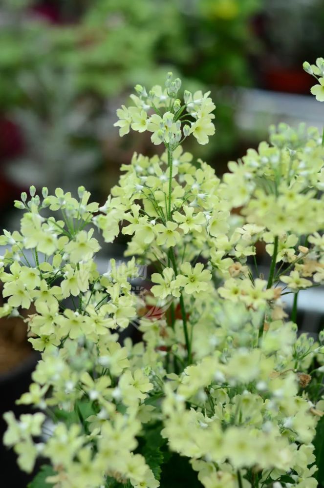 团购|清新可爱的樱草,白色&绿色限量上新.最低29.8元一件包邮