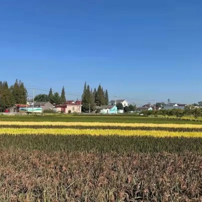 高郵市界首鎮,儀徵市馬集鎮,寶應縣汜水鎮 鎮江市:丹徒區寶堰鎮,丹陽