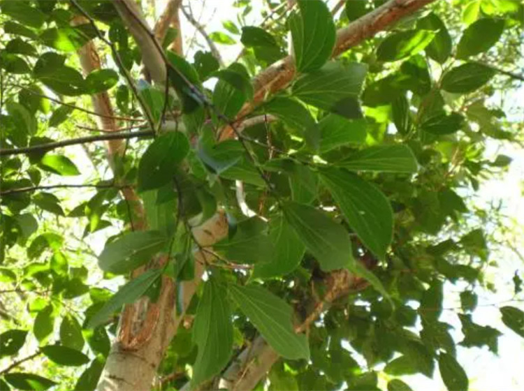 朴树是什么树值钱吗