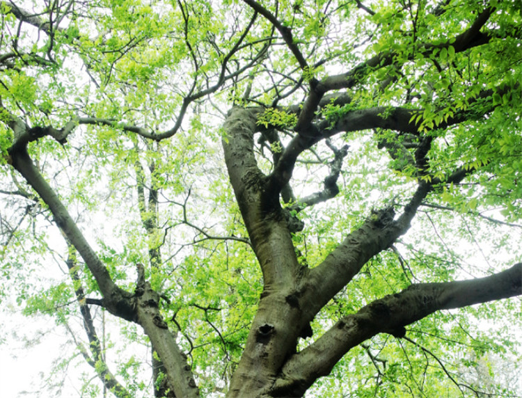 朴树是一种比较常见的树木,在我国的秦岭之南,长江中下游地区都比较