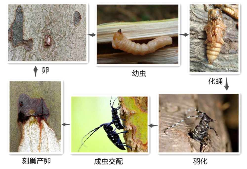 看,他们在捉天牛?这是为什么呢_腾讯新闻