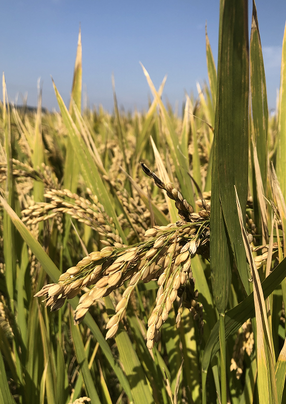 普陀"好稻米"评选嘉禾香1号,浙优18,嘉58,常香粳,南粳3908,甬优9号等.