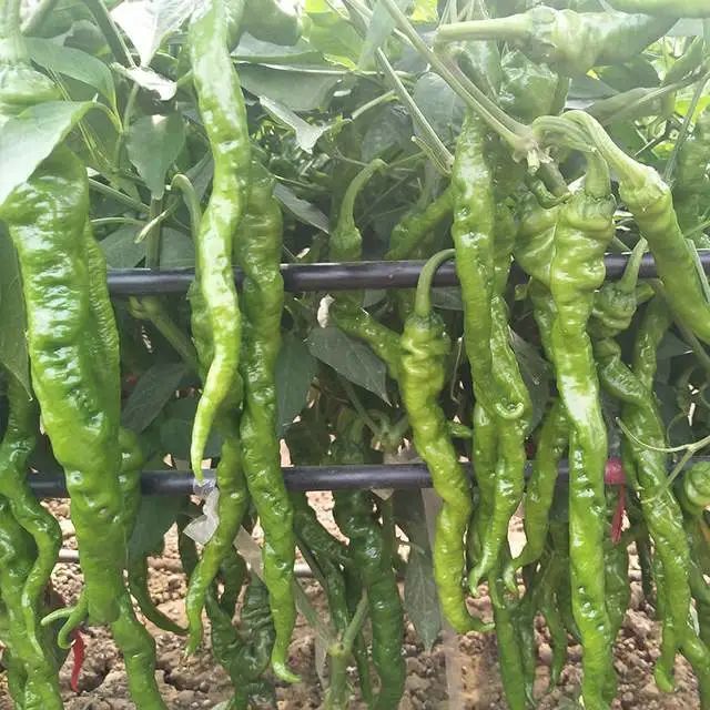 产量超越传统螺丝椒的皱皮软椒抗性好皮薄味美赶紧试试
