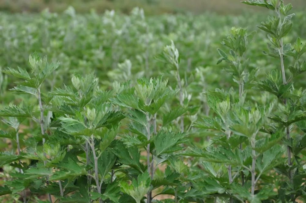 历经野外风霜雨雪,形态紫梗,小叶,矮苗,正如《本草纲目》中所述,艾草