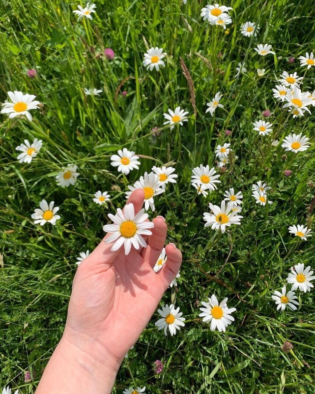 小清新碎花雛菊背景圖,希望的力量