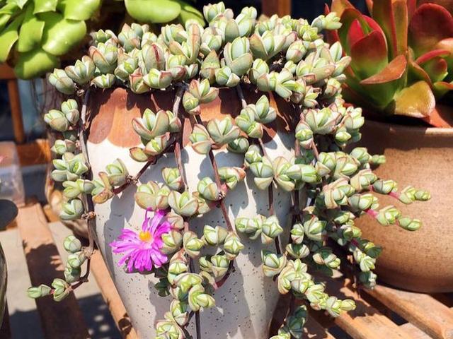 开花能力很强的碧玉莲苏醒了 富养几个月 枝头开满小花很漂亮 腾讯新闻