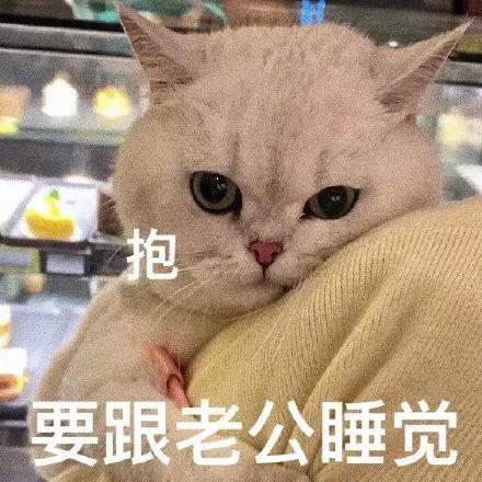 粘人怪系列!猫咪老公奴老婆奴表情包!