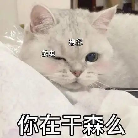 粘人怪系列!猫咪老公奴老婆奴表情包!