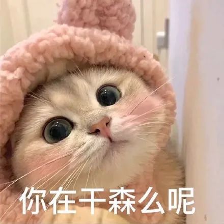 粘人怪系列!猫咪老公奴老婆奴表情包!