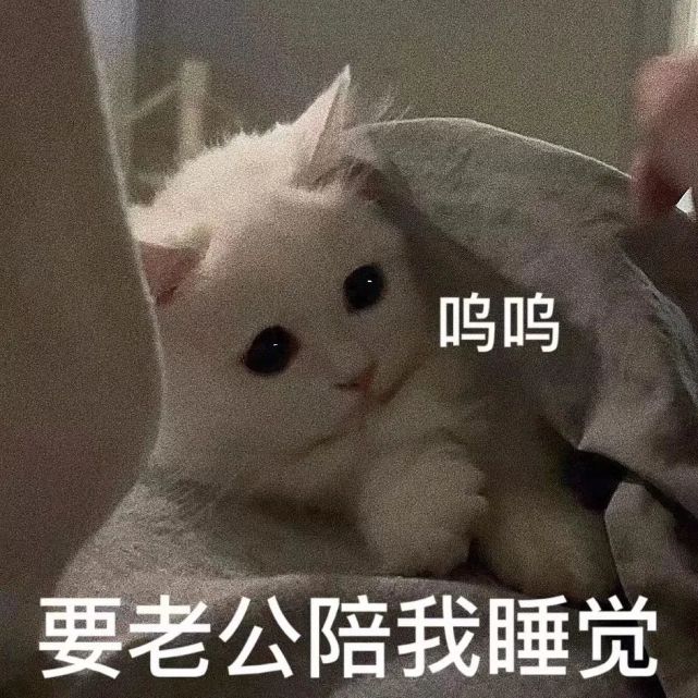 粘人怪系列!猫咪老公奴老婆奴表情包!