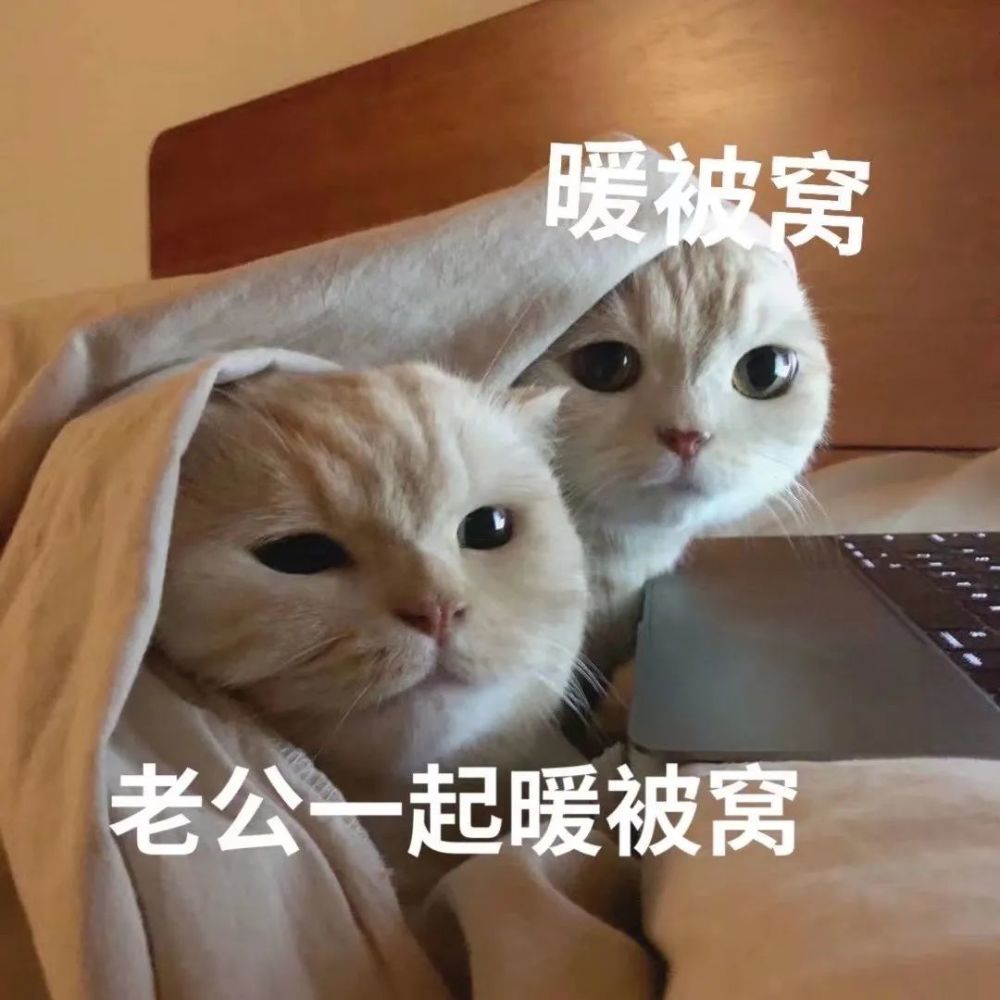 粘人怪系列!猫咪老公奴老婆奴表情包!