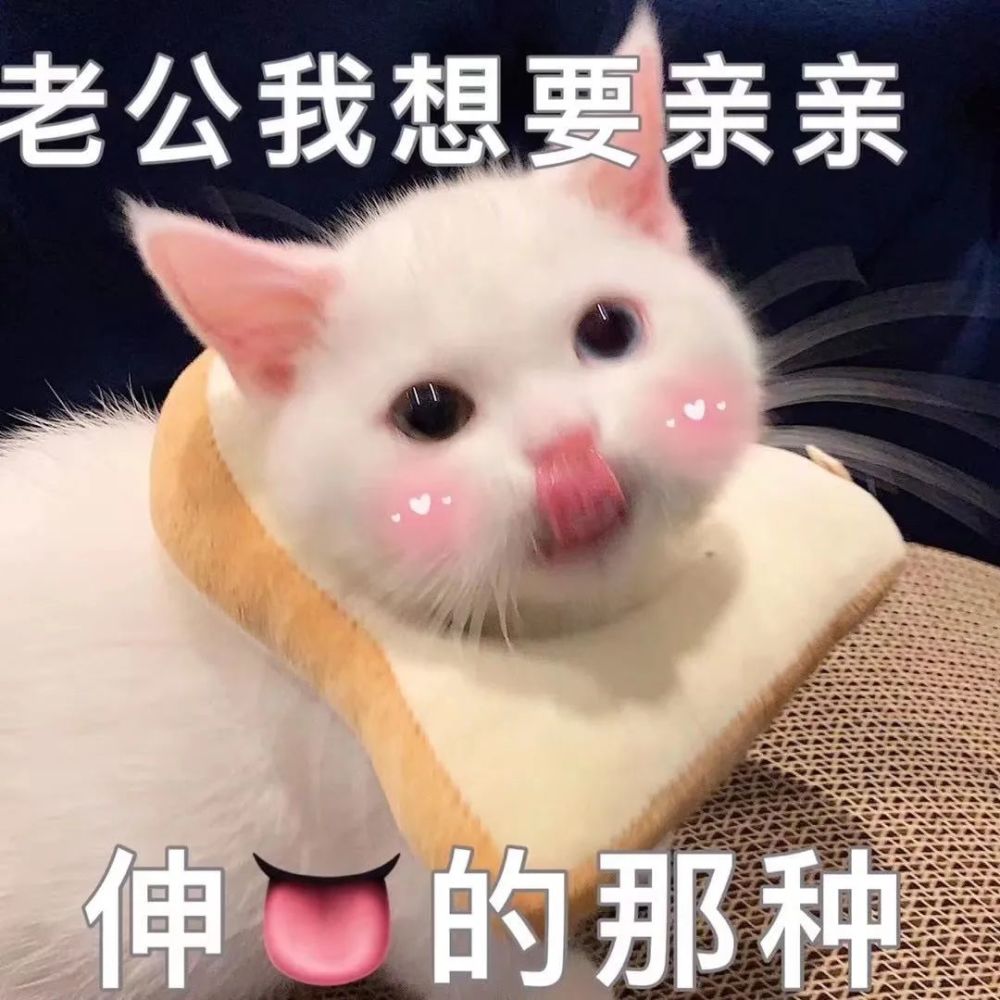 粘人怪系列!猫咪老公奴老婆奴表情包!