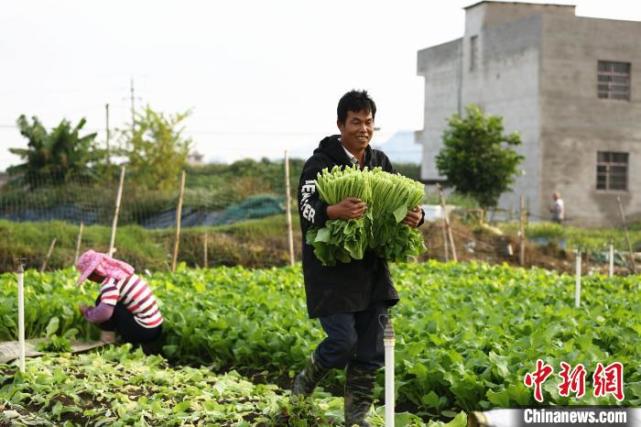 广西柳州万亩蔬菜丰收 菜农忙采摘