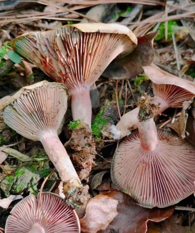 铜绿菌在我国各地都有生长,口感鲜美,脆嫩可口,你喜欢吃吗?