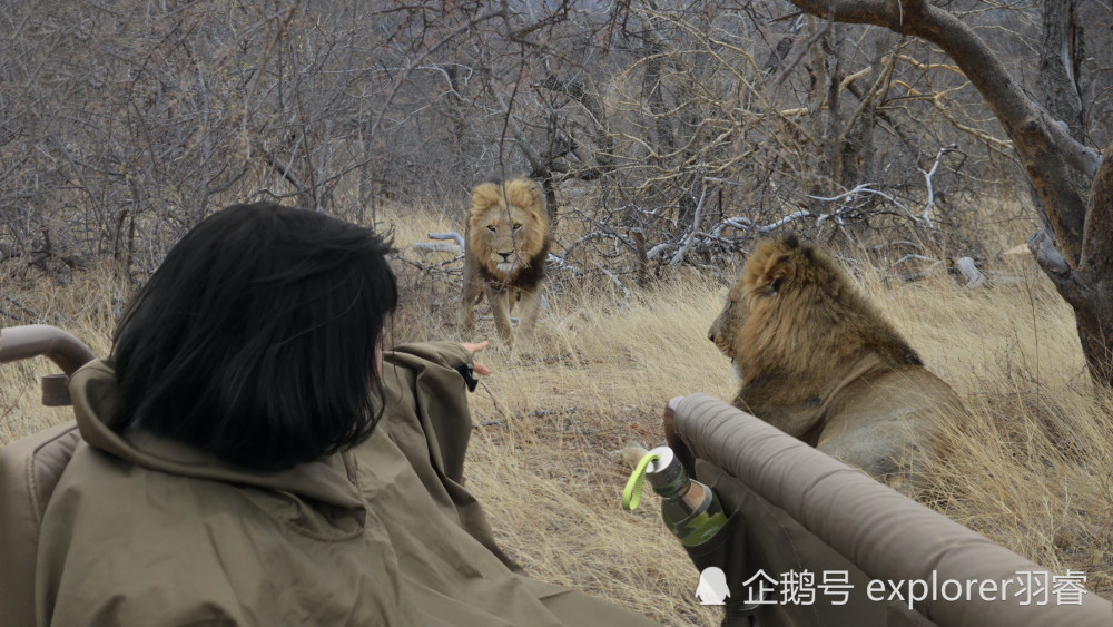 坐敞篷车看狮子算什么徒步南非追踪猛兽你敢尝试吗这些路线可以探险