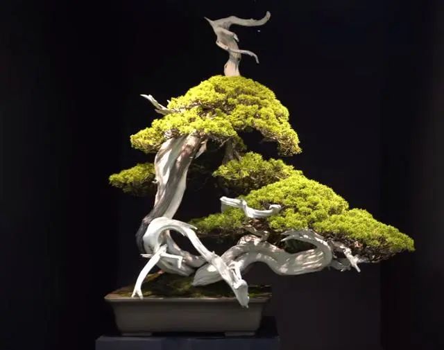 乌冈栎可以制作盆景图片