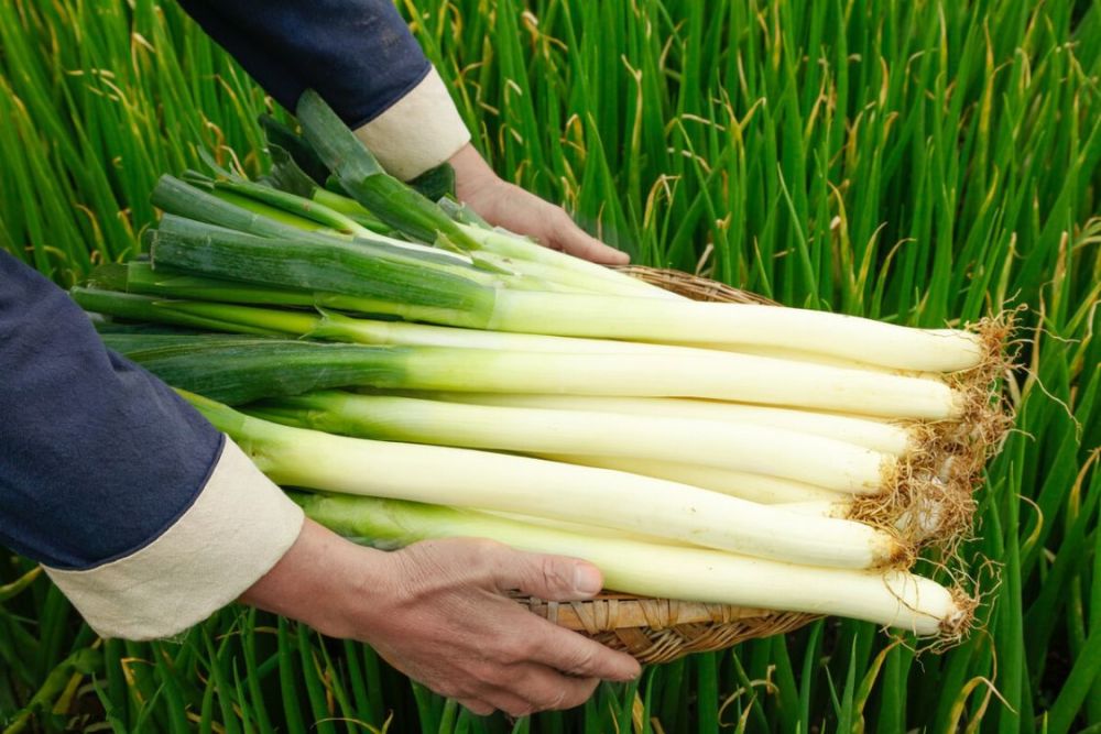 大葱猪肉馅饺子
