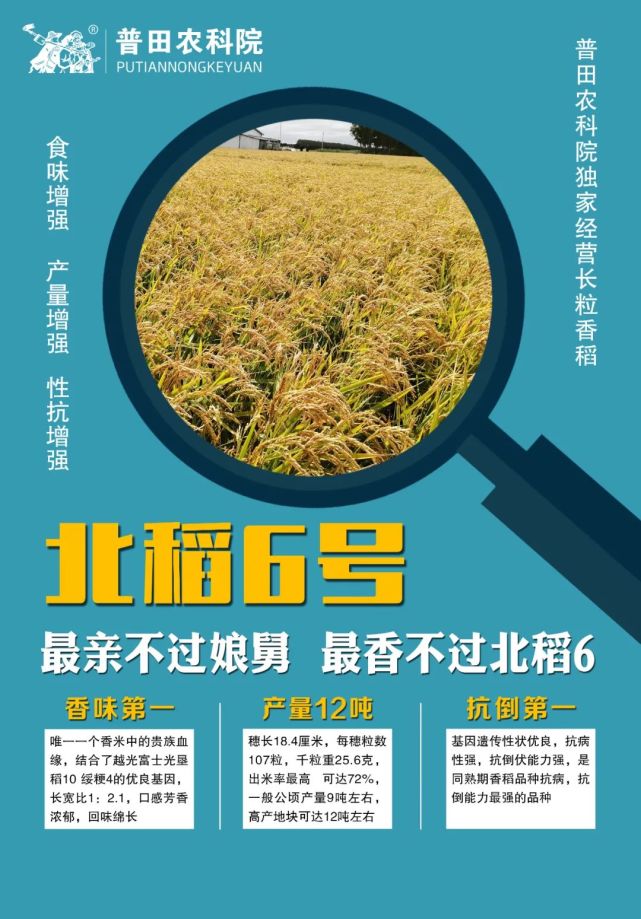 水稻系列浓香北稻6高产米质优