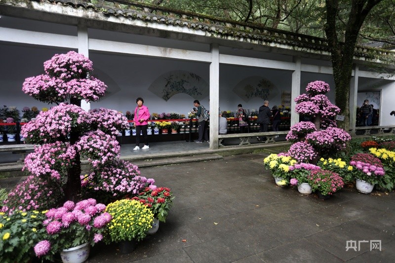 11月5日,第二届长三角菊花精品展暨2021西湖秋韵菊花艺术节在杭州植物