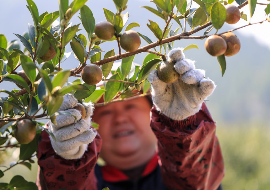 玉屏油茶籽油的做法(玉屏茶油多少錢一斤?) - 123生活百科