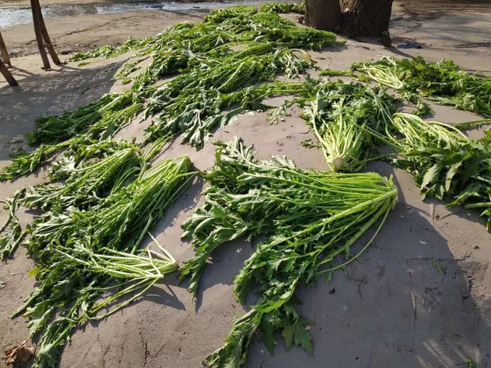 寒冬臘月一野菜,醃鹹菜比