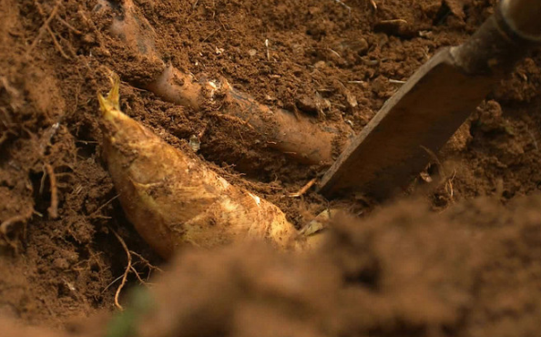 挖冬笋有窍门,这套"追笋大法"送给您,挖冬笋不再"空军"