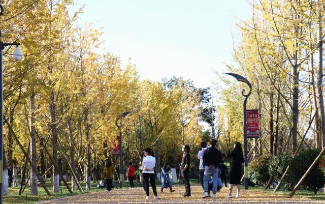 天空蓝银杏黄快来陆良同乐公园开启一场金色之旅
