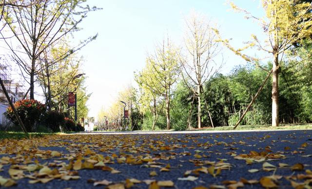 天空蓝银杏黄快来陆良同乐公园开启一场金色之旅