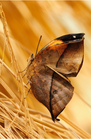 散文枯叶蝶蒋蓝