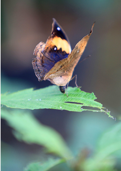 散文枯叶蝶蒋蓝