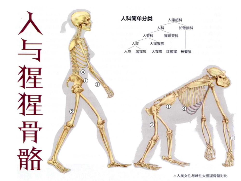 人類不再需要足夠高的奔跑技能,一些部位的骨骼也隨之退化了