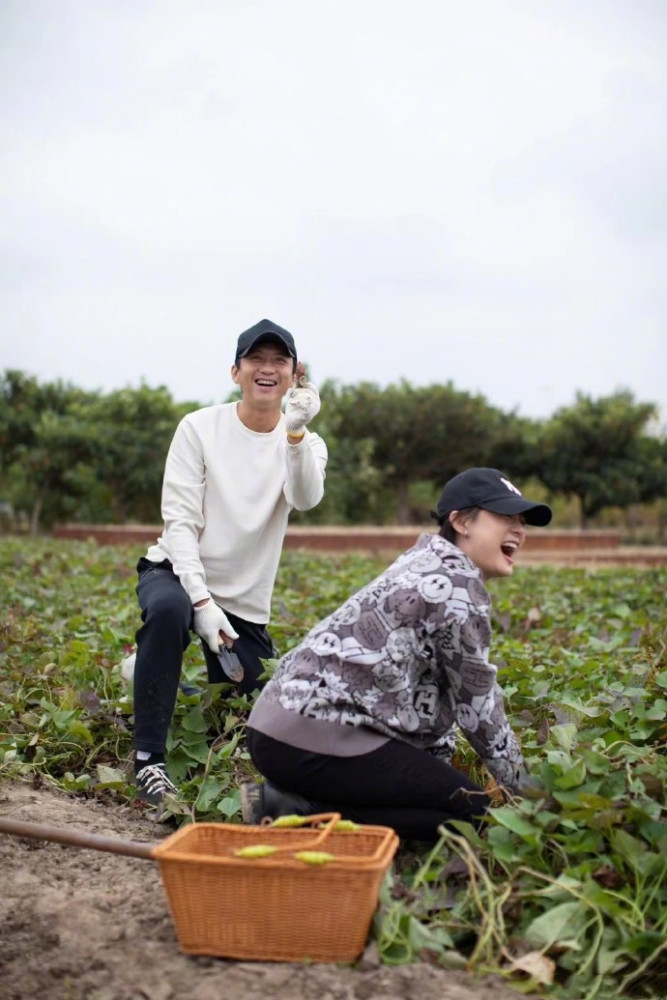 孙俪一家四口挖红薯，等等小花亲自动手不娇气，邓超比孩子还开心