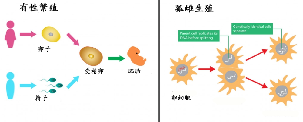 禿鷹那麼大的猛禽也能無性繁殖但為什麼後代全是雄性