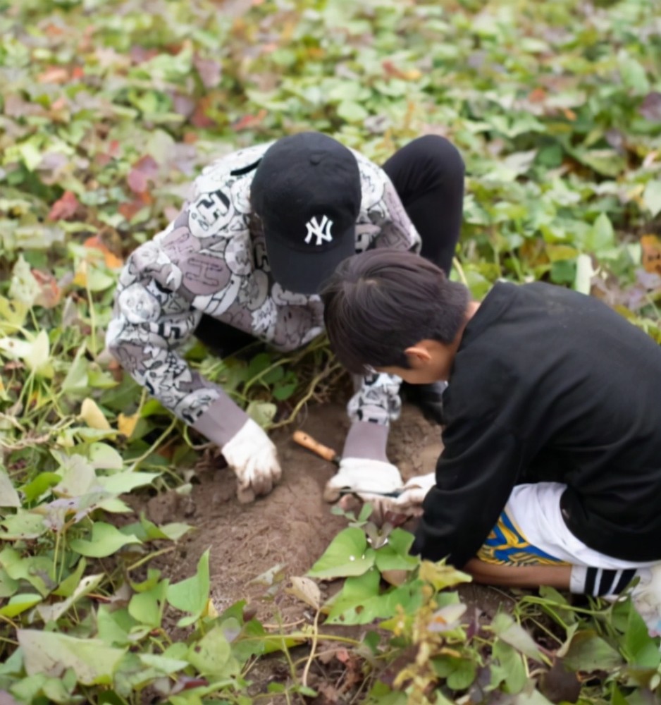 孙俪邓超带儿女务农，蹲泥地里挖红薯，邓超半跪在土中很接地气