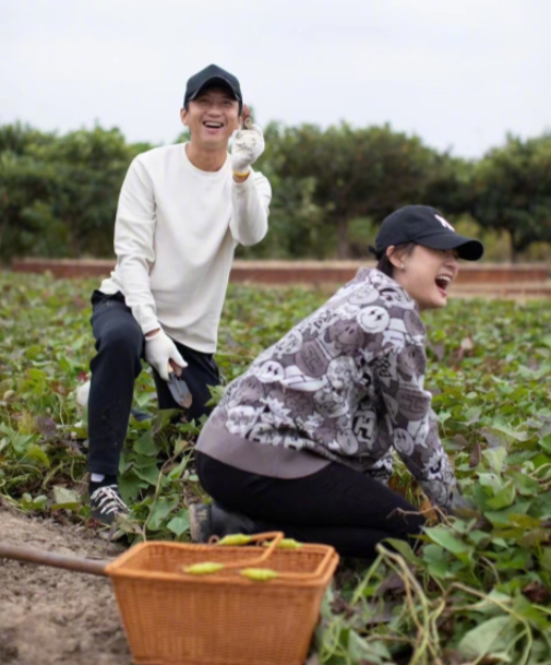 孙俪邓超带儿女务农，蹲泥地里挖红薯，邓超半跪在土中很接地气