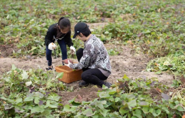 孙俪邓超带儿女务农，蹲泥地里挖红薯，邓超半跪在土中很接地气