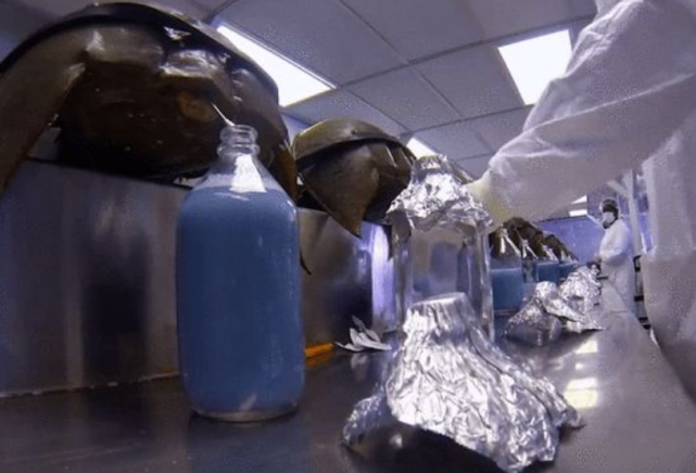 科学家经过实验,发现东方鲎的血液之所以呈现出蓝色,是因为含有钠离子