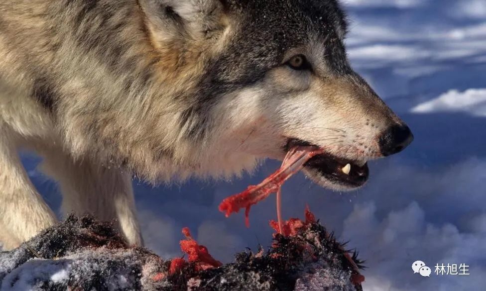 狼性文化给员工吃肉伪狼性文化割员工的肉