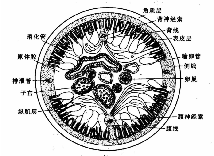 幾十年前,在全國範圍內流行的蛔蟲病,為何現在很少見到了?