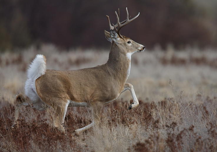 研究发现美国大量野生白尾鹿感染新冠,或成为动物宿主进化出更强毒株