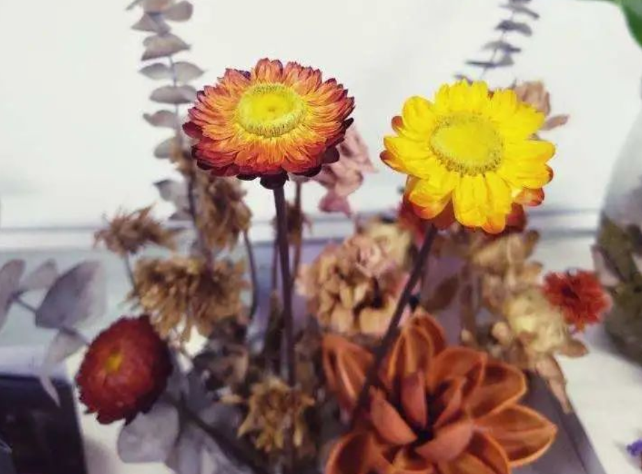 秋播这种菊花 照顾到位 开春就能赏花 花型像小小荷包蛋 腾讯新闻