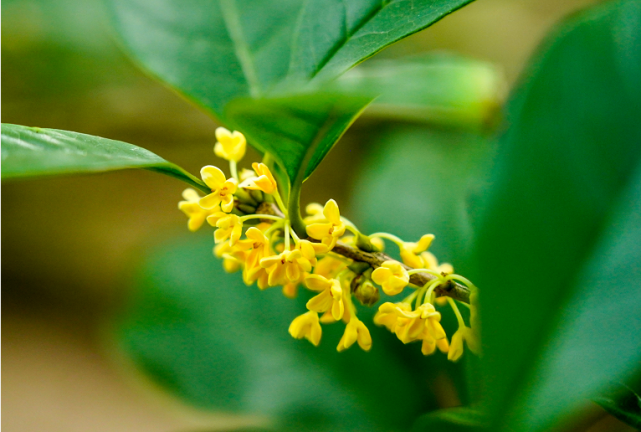 酒庄红,萱草黄……原来今年的秋冬流行色藏在申城花丛中!