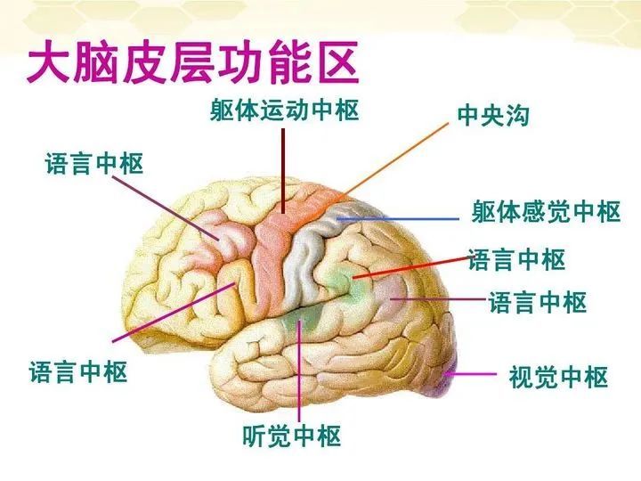 硬核科普为什么只有人类进化出高度发达的大脑