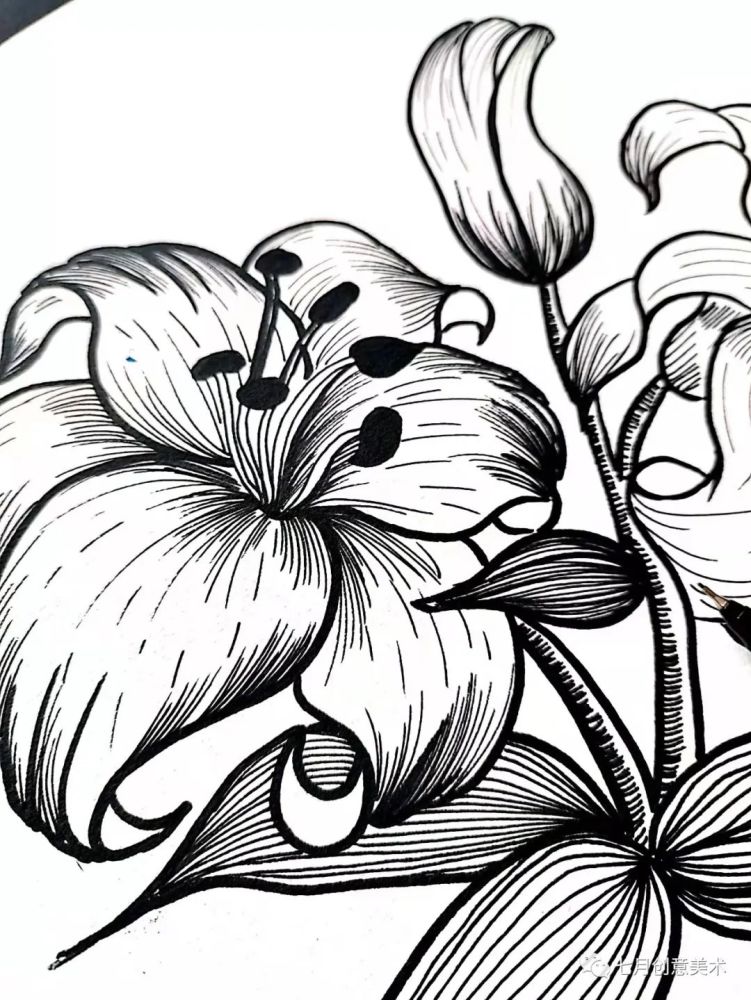 用勾线笔刻画花瓣的纹路注意线条的美感和花朵的方向结构画线条画出