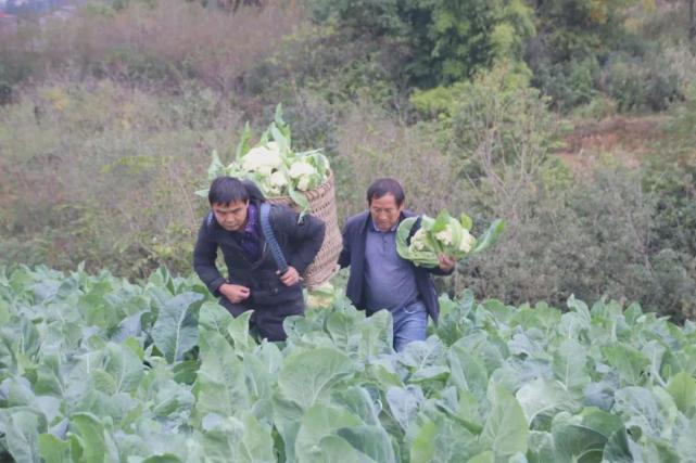 眼下,蝦子鎮地裡蔬菜長勢喜人,喜獲豐收,走俏市場,得到廣大客商的青睞